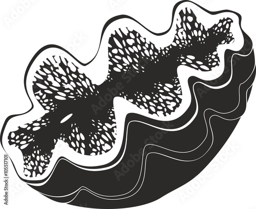 Tridacna