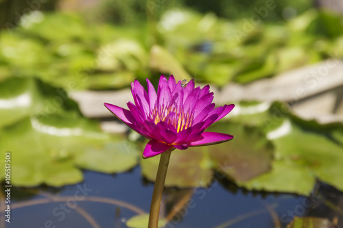 Purple water lilly or lotus