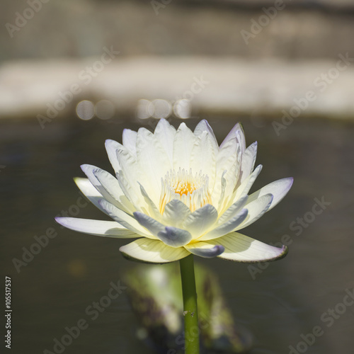 White lilly or lotus