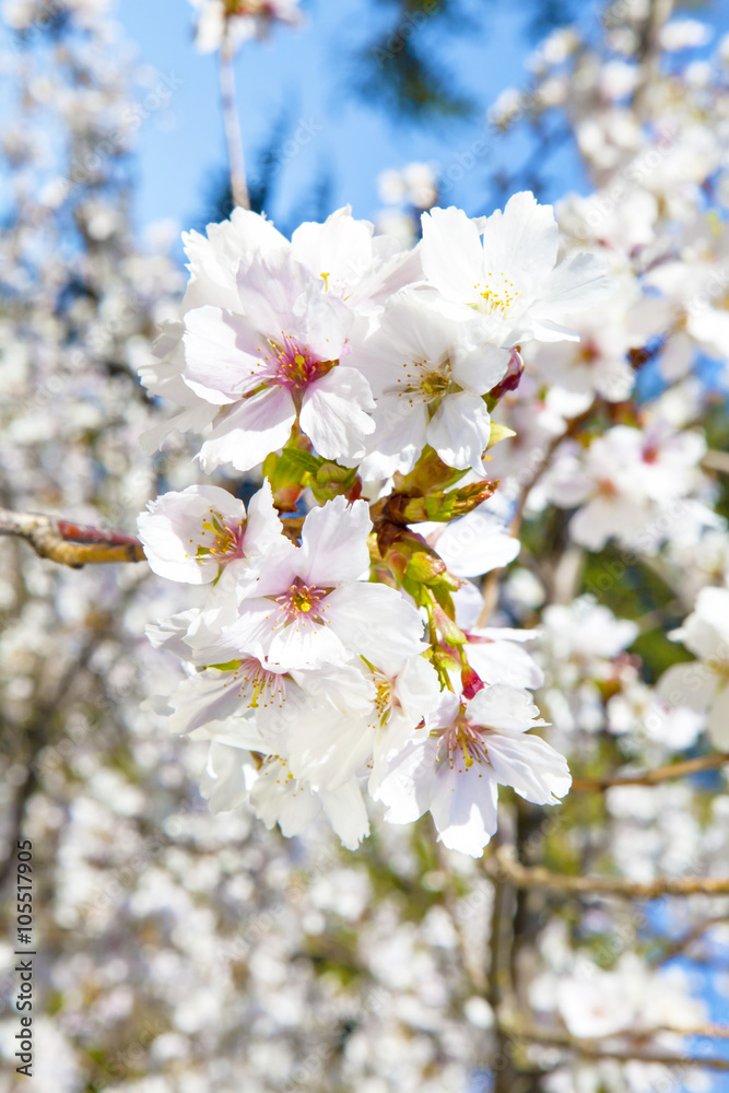 Beautiful branch of an apple tree with white blossoms