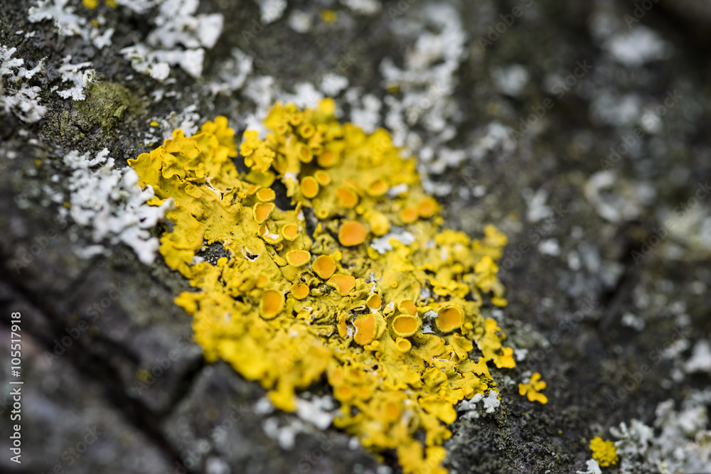 yellow moss on cortex tree 