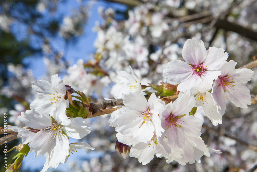 Beautiful branch of an apple tree with white blossoms Beautiful branch of an apple tree with white blossoms