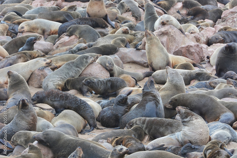 Fototapeta premium Robbenkolonie am Cape Cross (Namibia)