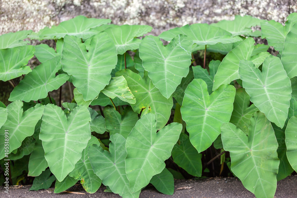 feuilles de songe, taro, madère, dachine feuilles de songe, taro, madère, dachine