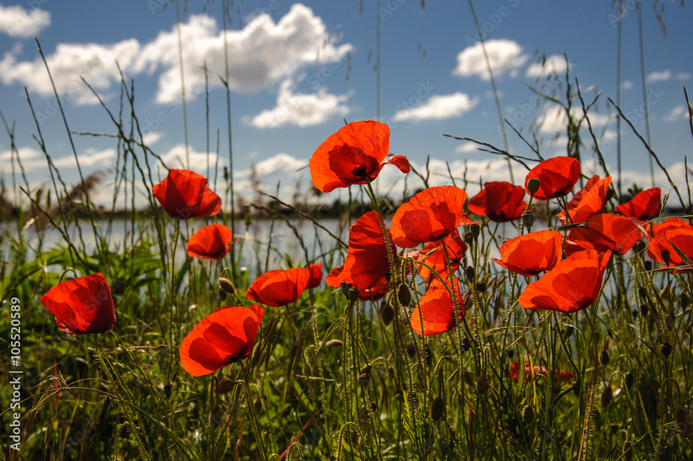 Obraz premium Red poppy