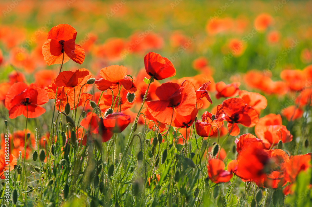 Obraz premium Red poppies field