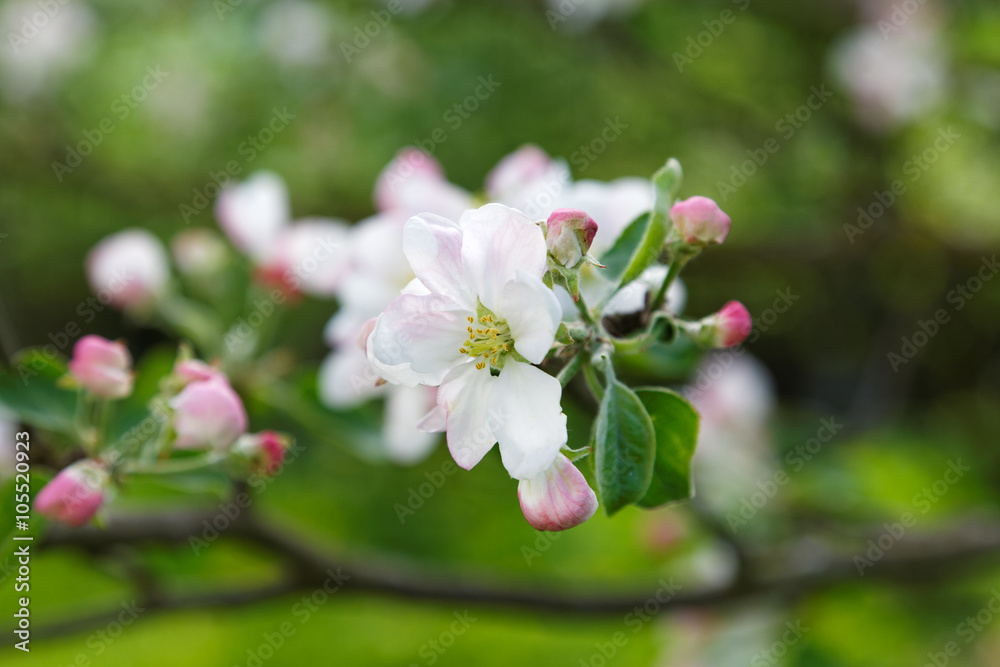 apple blossom close-up spring day apple blossom close-up spring day