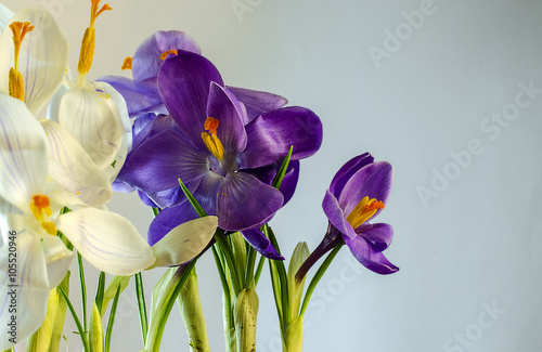 Fototapeta Naklejka Na Ścianę i Meble -   First spring flowers - beautiful blooming Crocus