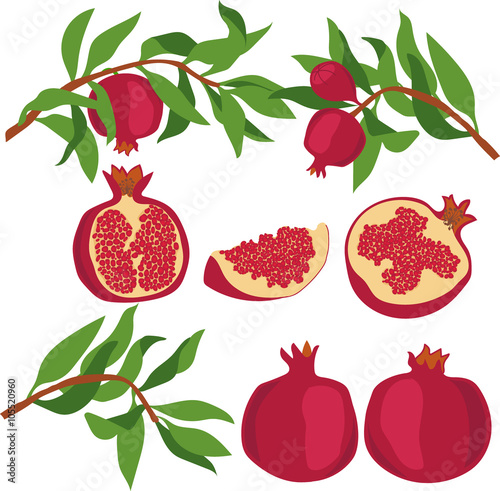 Pomegranate. Set of pomegranates. Vector illustration on a transparent background.