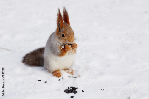 squirrel eating seeds in the snow
