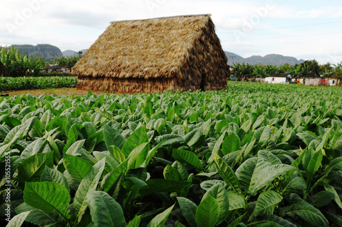 Tabakplantage in Vinales photo