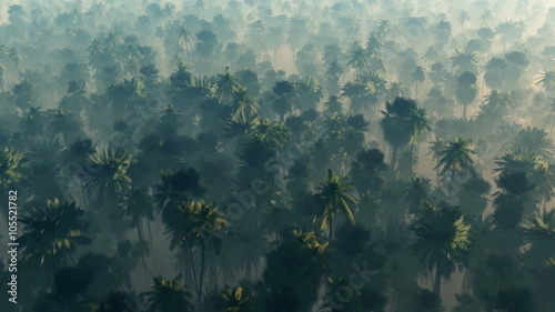 morning fog in dense tropical rainforest. aerial