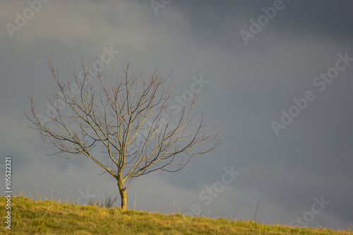 albero d'Inverno su crinale con sfondo cielo photo