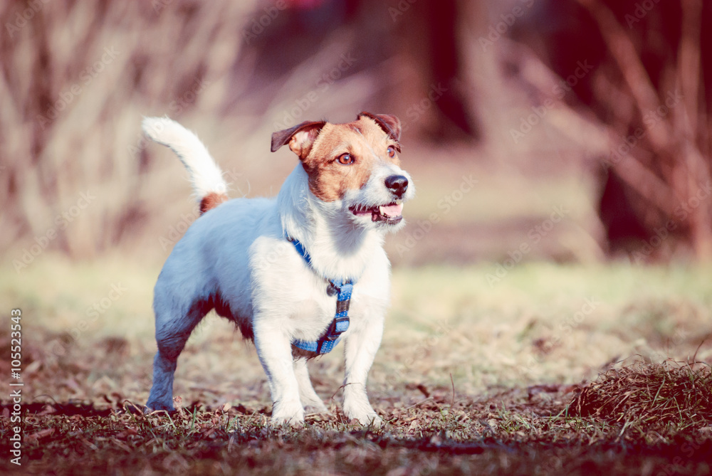 Jack Russell Terrier dog with excellent exterior standing and posing