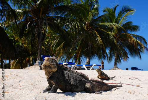 Leguane auf der kubanischen Karibikinsel, Cayo Macho photo