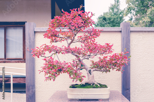 Crepe Myrtle bonsai tree