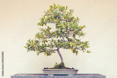 Camellia Sasanqua bonsai tree