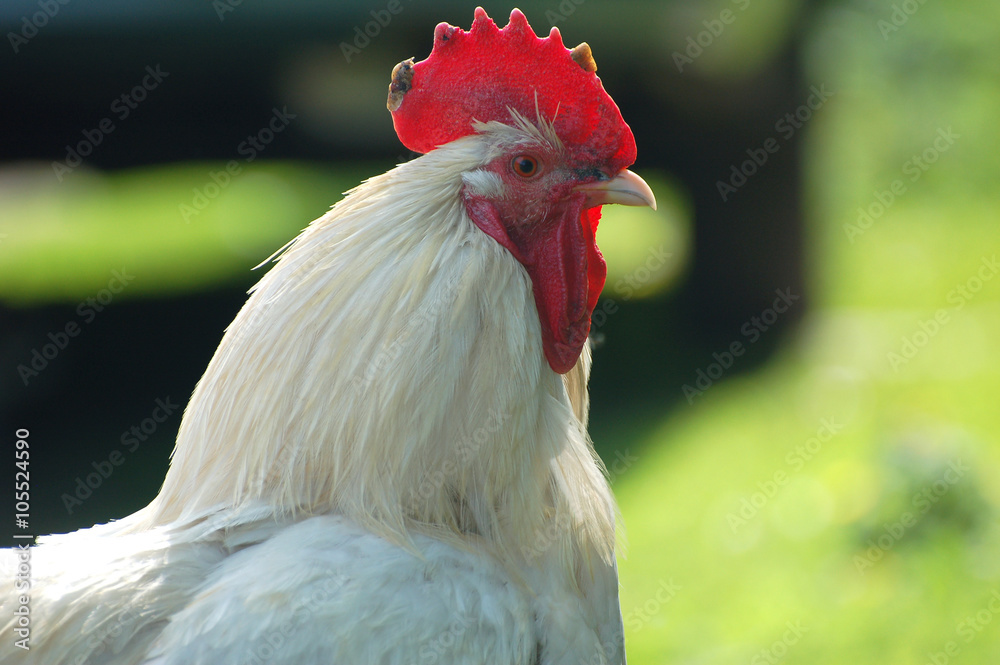 Portrait of white cock with red comb in the village on blurry green background