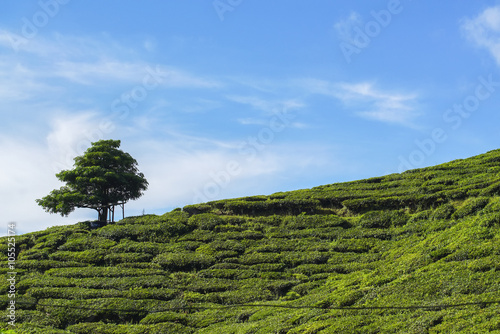 Lonely treeon the mountain at beautiful landscape of tea plantation photo