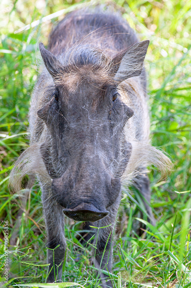 Warzenschwein im iSimangaliso-Wetland-Park Südafrika Stock Photo ...