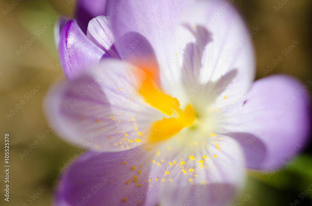 Fiore viola 