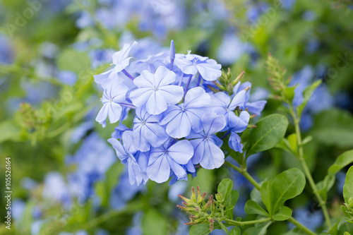 Blue plumbago flower photo