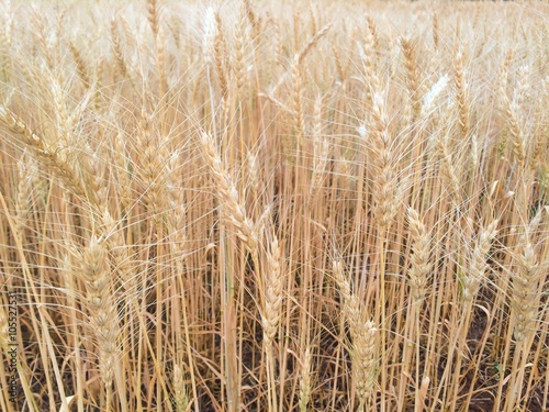 selective focus of Wheat field, soft focus, vintage tone background