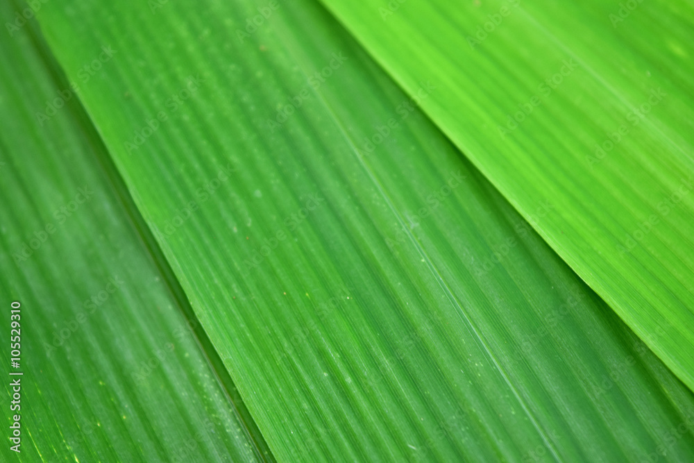 Green leaf bamboo is nature abstract background Green leaf bamboo is nature abstract background