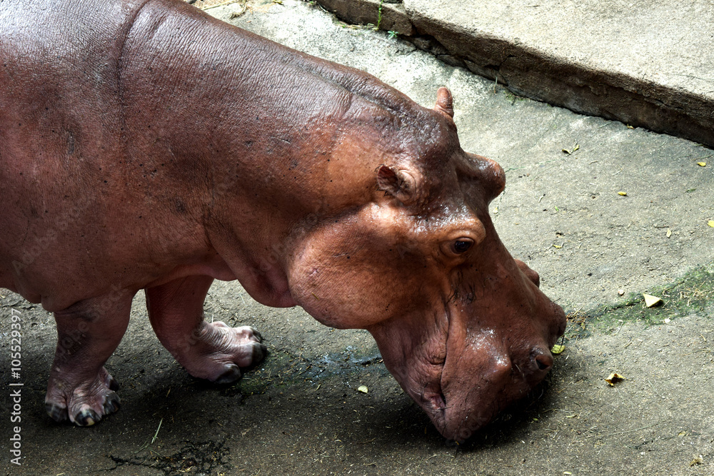 Body Hippopotamus Hippo Giant in chiangmai zoo thailand Body Hippopotamus Hippo Giant in chiangmai zoo thailand