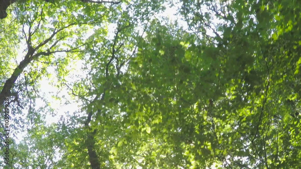 Riding a Mountain Bike on a Forest Track - slow motion shot - helmet mounted camera - view towards the beautiful lush green foliage. The sun is flickering through the trees Riding a Mountain Bike on a Forest Track - slow motion shot - helmet mounted camera - view towards the beautiful lush green foliage. The sun is flickering through the trees