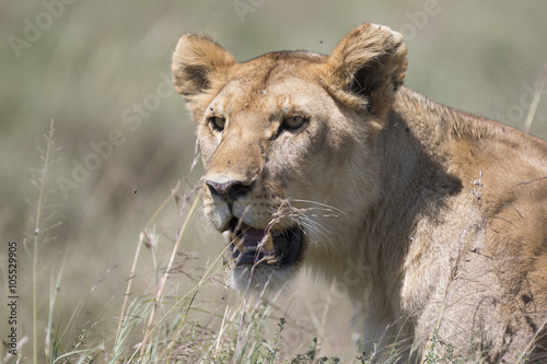 Portrait of wild african lion in its natural habitat