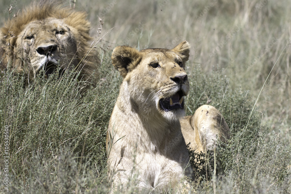 Portrait of wild african lion in its natural habitat