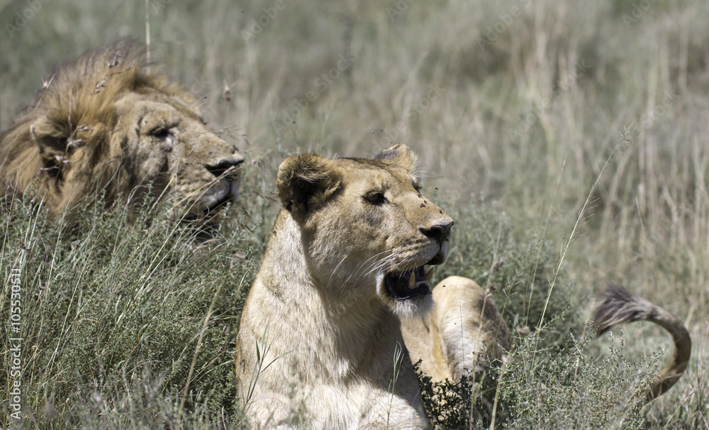 Portrait of wild african lion in its natural habitat Portrait of wild african lion in its natural habitat