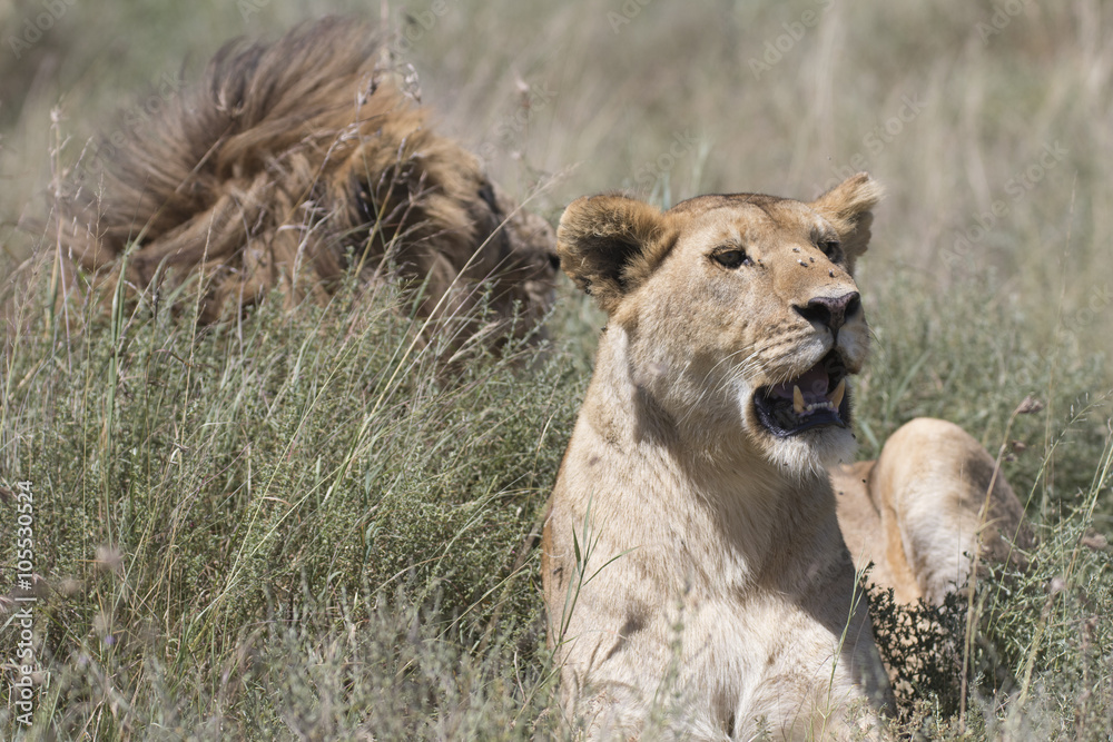 Portrait of wild african lion in its natural habitat Portrait of wild african lion in its natural habitat