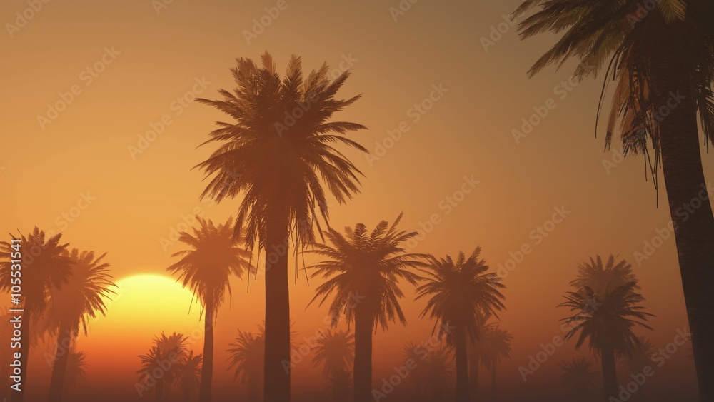 fog glowing sun and palms fog glowing sun and palms