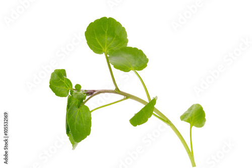 Fresh Watercress isolated on white background