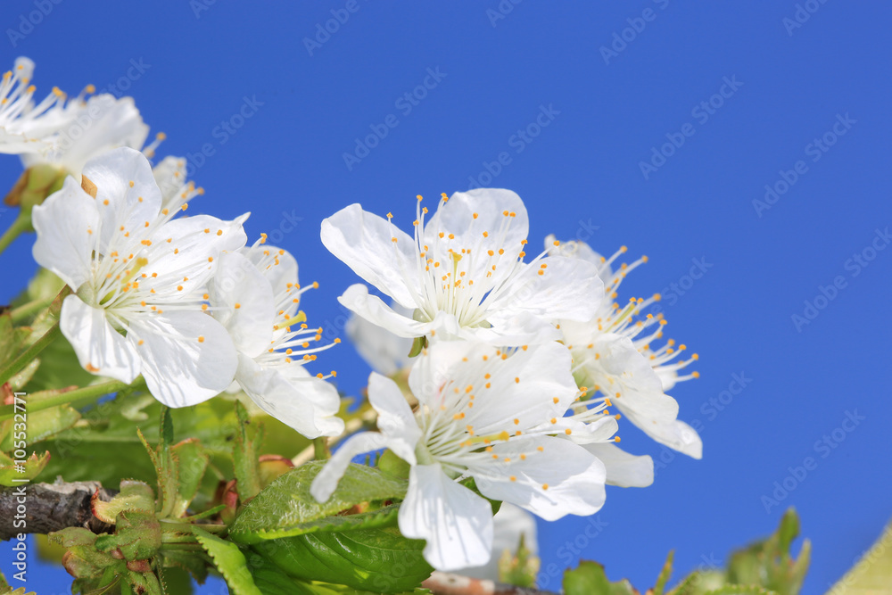 Obraz premium blossomed tree twig