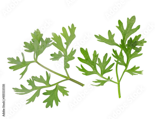 Green coriander leaves close-up on white