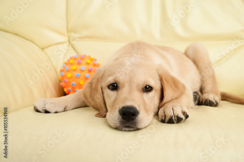 Fototapeta Naklejka Na Ścianę i Meble -  Labrador puppy ying on the sofa with his ball