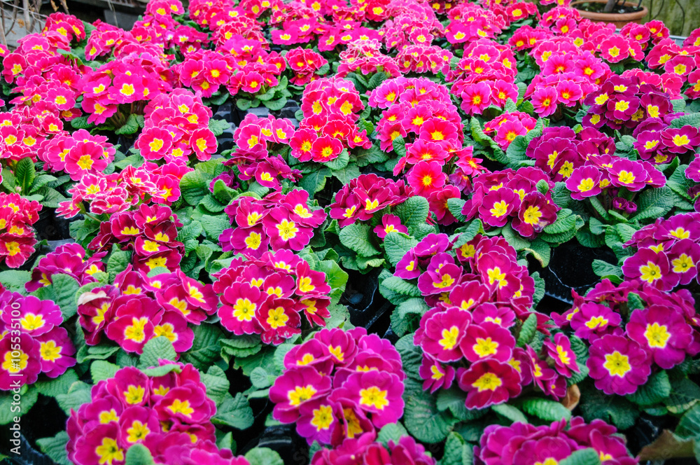 Obraz premium Primule fuxia