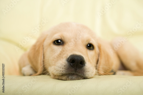 Labrador puppy lying on the sofa with his ball