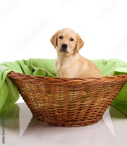 Labrador retriever puppy sitting in a basket