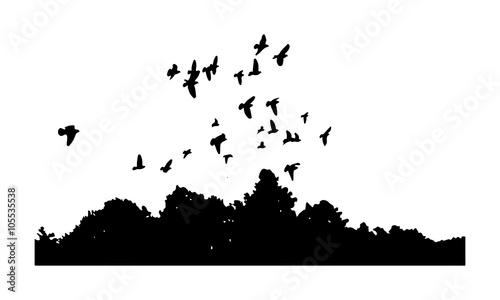 black silhouettes of a flock of doves  Columba livia  flying over the trees on a white background.