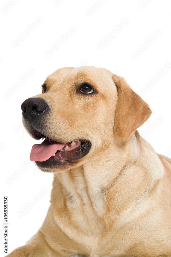 Young labrador retriever dog on white background