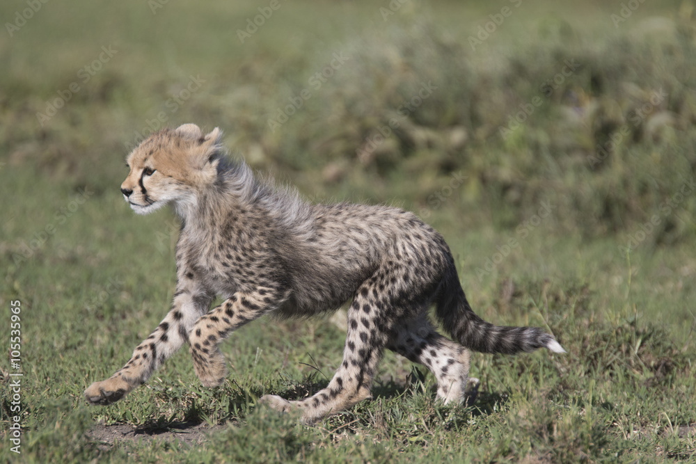 Obraz premium Portrait of wild cheetah in its natural habitat