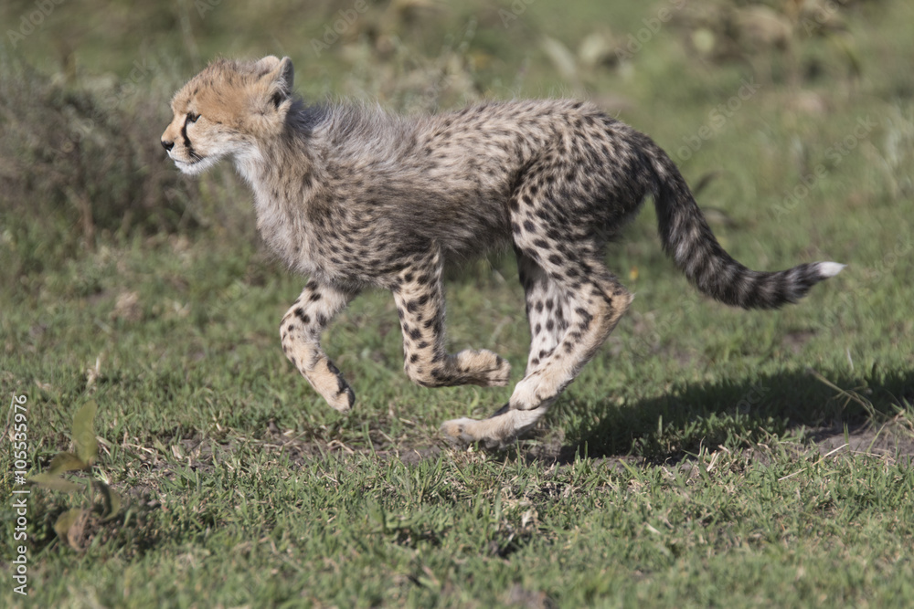 Obraz premium Portrait of wild cheetah in its natural habitat