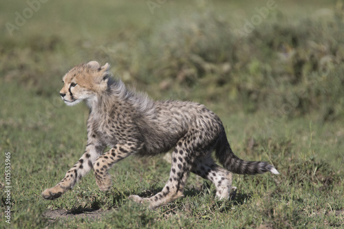 Portrait of wild cheetah in its natural habitat