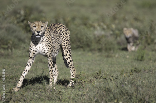 Portrait of wild cheetah in its natural habitat