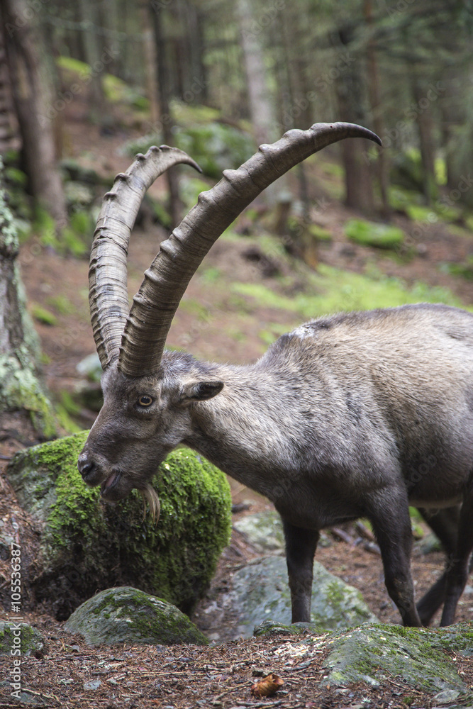 Male alpine ibex with huge horns