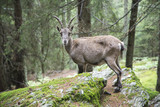 Female alpine ibex looking at camera